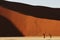 Panoramic shot of a sand dune slope with dried trees at the base