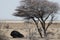Panoramic shot of a wildebeest resting under a dried tree in a savanna plain