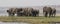 Panoramic side shot of elephants crossing the choebe river in south africa