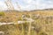 Panoramic SIghts of The Acropoli at Segesta Archaeological Park in Trapani, Italy.