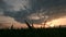 Panoramic Silhouette of a green wheat field against the backdrop of the setting sun and an epic sky with sunset clouds