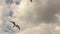 Panoramic slow motion close up view of flying seagulls on a background of cloudy sky. Slowmo video, Full HD video