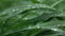 Panoramic slow motion, Full HD video, 240fps, 1080p. Close-up view of green grass with drops of water in a summer day.