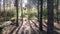 Panoramic slow motion of a pine forest by the sea