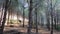 Panoramic slow motion of a pine forest by the sea