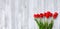 Panoramic Spring background with red tulip flowers