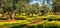 Panoramic spring view of olive garden. Stunning morning scene of Apulia countryside, Italy, Europe. Beauty of nature concept backg