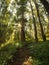 Panoramic Sunny Forest in Autumn