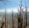 Panoramic Sunny Forest in Autumn