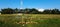 panoramic sunny natural scenery with a flock of wild ducks sunbathingï¿¼