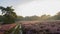 Panoramic sunrise over Dutch Heathland