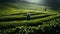 panoramic tea harvest landscape