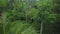Panoramic top view of the jungle in Phuket, Thailand. The drone slowly moves away from the forest. Visible palm trees, grass, tree