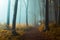 Panoramic trail in foggy forest. Creepy light inside the forest during autumn misty morning. Fairy tale woods