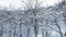 A panoramic trees covered with snow on frosty day at beautiful winter of Japan