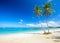 Panoramic tropical beach with coconut palm