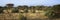 Panoramic view of African Elephants in afternoon light in Lewa Conservancy, Kenya, Africa