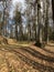 Panoramic view of the alleys in the Gorki Leninskiye Museum-Reserve in autumn