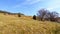 Panoramic view of Alpe Vicania montane meadow, Vico Morcote, Switzerland