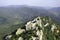 A panoramic view of the ancient Cathar castle Peyrepertuse