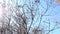 Panoramic view of bare leafless tree branches against the blue sky and the bright dazzling blinding sun rays coming