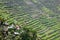 Panoramic view of the Batad rice field terraces in Ifugao province, Banaue, Philippines