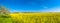 Panoramic view of beautiful farm landscape of rapeseed field in