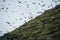 Panoramic view of beautiful landscape in Mykines, with focus on a puffins family, Faroe Islands