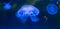 Panoramic view of beautiful moon jellyfish in aquarium.