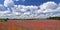 Panoramic view of beautiful summer field of phacelia and poppy seed flowers