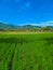 Panoramic view of beautiful sunny rice fields in rice fields with blue sky and mountains.