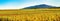 Panoramic view of the beautiful vineyards of Alsace in the fall. Bright yellow color prevails