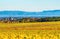 Panoramic view of the beautiful vineyards of Alsace in the fall. Bright yellow color prevails