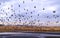 Panoramic view   of  Beyrouth,  in Lebanon from the mouth of a river in Dora with marine birds flying