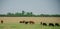 Panoramic view of black and white cow on green grass. Cows in the Countryside Outdoors. Landscape with herd of cow