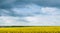 Panoramic view blooming canola and grey storm clouds