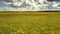 Panoramic view blooming dandelion field and pictorial sky