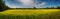 Panoramic view of blooming yellow rapeseed field in Collingwood, Ontario