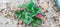 Panoramic view blossom Toscana strawberries bush cultivated on green plastic box with leaves mulch