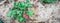 Panoramic view blossom Toscana strawberries bush cultivated on green plastic box with leaves mulch