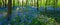 Panoramic view of a bluebell wood