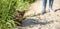 Panoramic view of Burmese cat wearing harness and its owner on beach