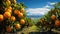 A panoramic view captures the majesty of orange trees heavy with fruit