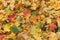 Panoramic view of colourful fallen leaves on the ground in autumn in Lithuania