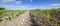 Panoramic view of corn field early season