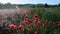 Panoramic view on country landscape. Corn poppy, field poppy. Sunny afternoon. Car is passing around. Audio footage clip