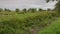 Panoramic View | Countryside | Hedgerow Field, UK