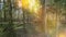 Panoramic view of the dense spring forest in the swamp. Atmospheric fabulous spring landscape