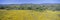 Panoramic view of Desert Gold yellow flowers in Carrizo Plain National Monument, San Luis Obispo County, California