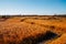 Panoramic view of dry reed field. Autumn of Gaetgol Eco Park in Siheung, Korea